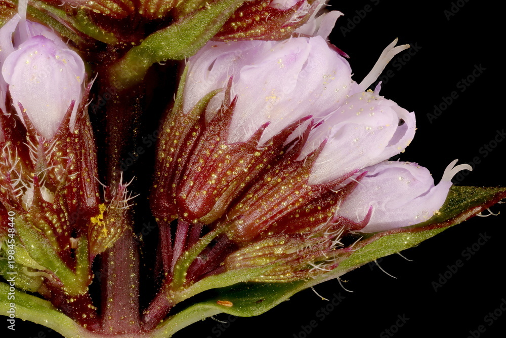 Ταπετσαρία Peppermint (Mentha x piperita). Inflorescence Detail Closeup