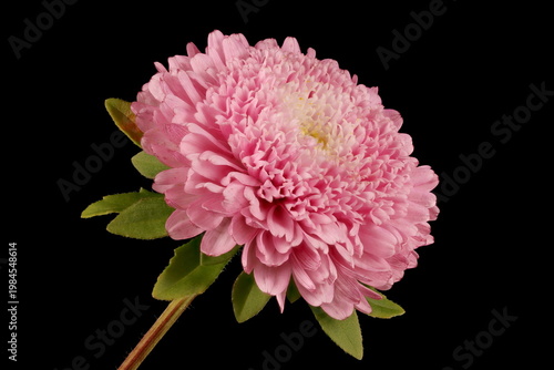 Fotografia Chinese Aster (Callistephus chinensis)