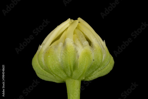 Fotografía Swan River Daisy (Brachyscome iberidifolia)