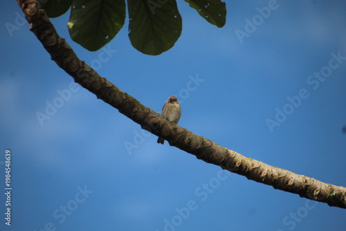 ave canário da terra - Sicalis flaveola