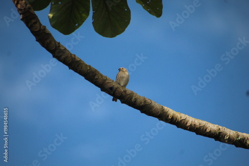 ave canário da terra - Sicalis flaveola