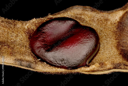 Broad Bean (Vicia faba). Mature Seed Closeup