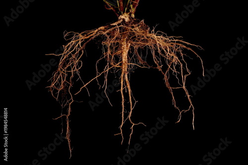 Moroccan Toadflax (Linaria maroccana). Root Closeup