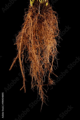 Celery (Apium graveolens). Root Closeup