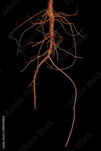 Hyacinth Bean (Lablab purpureus). Root Closeup