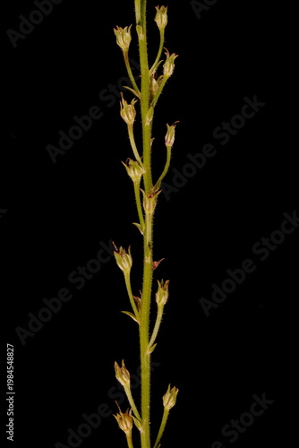 Moroccan Toadflax (Linaria maroccana). Infructescence Detail Closeup