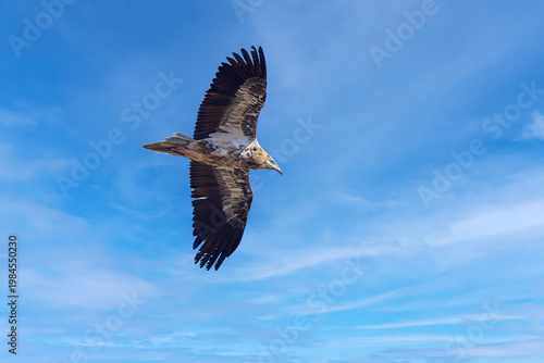 Kanarischer Schmutzgeier (Neophron percnopterus majorensis) im Flug vor blauem Himmel - 
Barranco de los Molinos, Fuerteventura