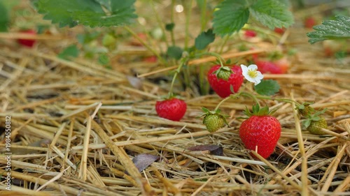 Close-up of garden strawberries.