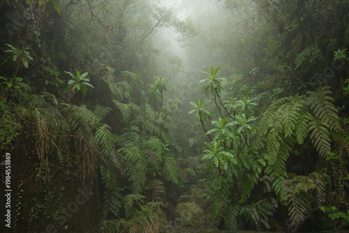 Schilderij op canvas A dense rainforest scene featuring various fern species and green tropical plants growing in a rocky ravine under heavy fog and mist in a mountain environment
