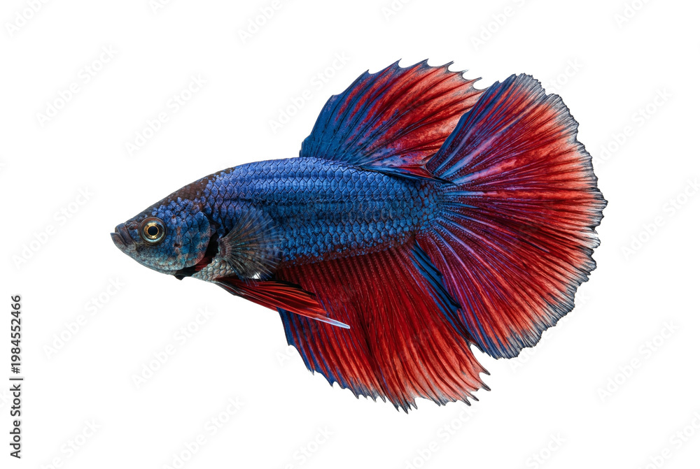 Fototapeta premium Blue and red Siamese fighting fish, transparent background