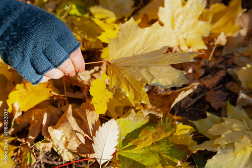 Woman hands picking yellow maple leaves