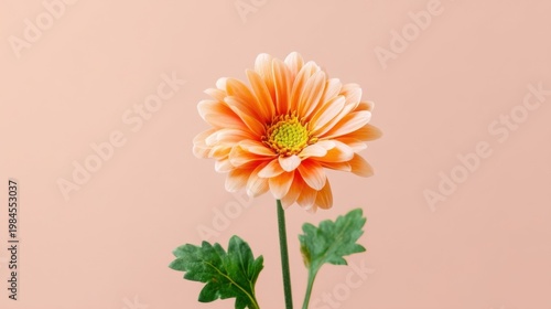 Orange white gradient chrysanthemum blooms with layered petals and yellow center, soft green stem with symmetrical leave