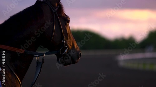 Close up of Thoroughbred horse in the morning light