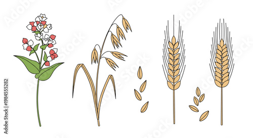 Botanical illustrations of various cereal crops including buckwheat, oats, and wheat stalks with individual grains.