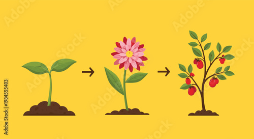 Educational diagram showing the three main stages of plant growth from a seedling to a blooming flower and finally a fruit bearing plant.