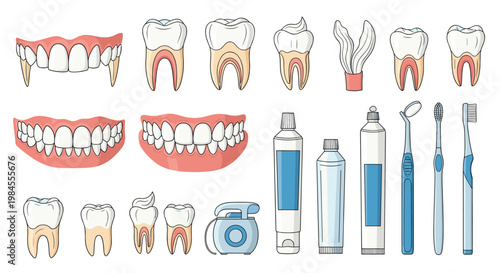 Detailed medical illustrations of human teeth anatomy and dental hygiene products provide a comprehensive overview of oral care.