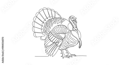 thanksgiving turkey bird illustration