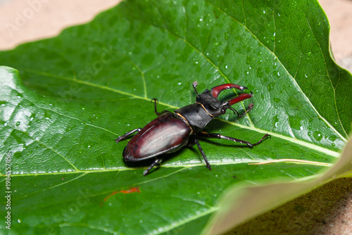 Beetle-deer crawling on green leaf
