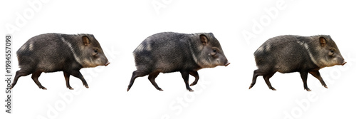 White Rhinoceros Portrait Set Isolated on White Background: Three High-Resolution Wildlife Portraits of Ceratotherium Simum with Large Horns for Safari and Nature Design.