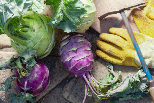 Kohlrabi cabbage and gloves lie on edge of garden