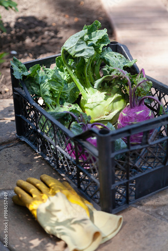 Kohlrabi cabbage lie in a plastic box