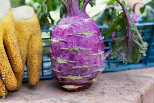 Purple kohlrabi cabbage stands in front of a box close-up