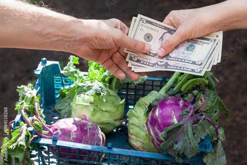 Selling kohlrabi cabbage for cash