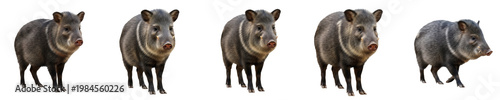 Foto Collared Peccary (Javelina) Portraits - Wild Pig-like Mammal Isolated on White B