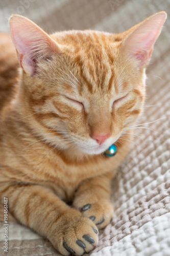 Portrait of cat with closed eyes