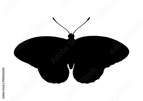 Butterfly silhouette, vector illustration