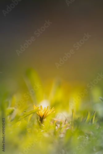 Beautiful yellow dandelion flower in spring meadow, ground level view, soft sunlight and dreamy background (Worm's eye view of a wild dandelion among green weeds in sunny spring day)
