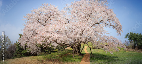 Full bloom ancient cherry blossom tree at Achasan Fortress, a hidden historic site in Seoul, South Korea (Panoramic view of a majestic cherry blossom tree in full bloom)