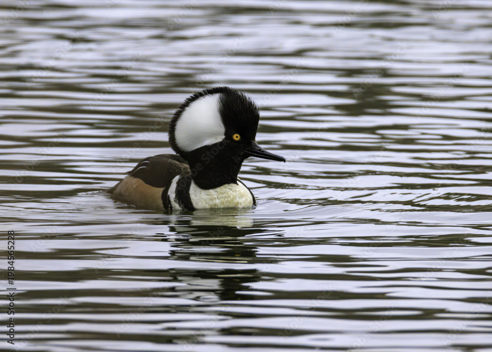 Fototapeta premium Hooded Mergansers