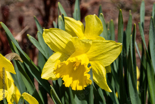 yellow daffodil flower