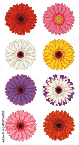 Colorful Gerber Daisy Flower Heads Set Isolated on White Background