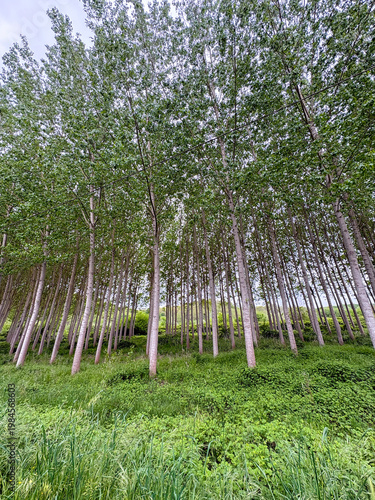 Symmetrical rows of young poplar trees in a cultivated plantation under a cloudy sky.