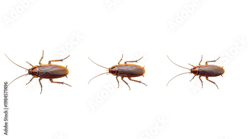 Cockroach insect, representing pest control and hygiene issues.
