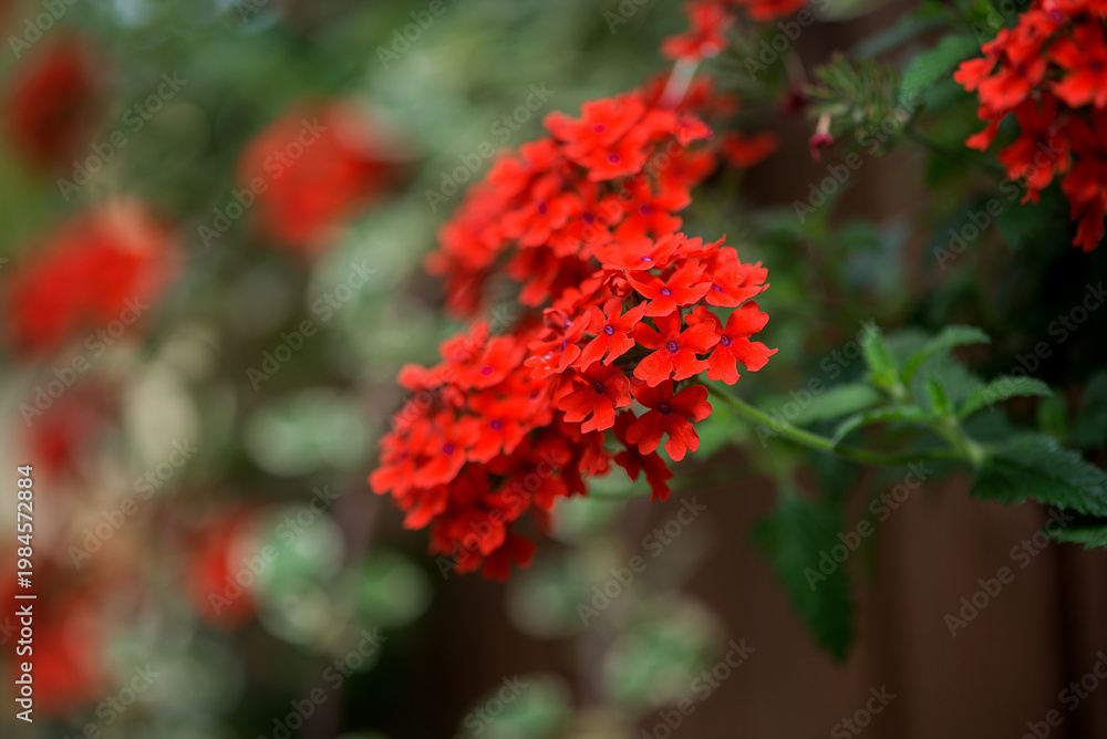 Fototapeta premium Bright Red Verbena Flowers In Soft Focus Garden Background