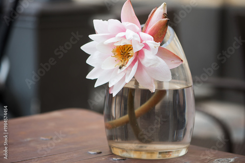 Pink Water Lily Flower In Glass Vase With Water