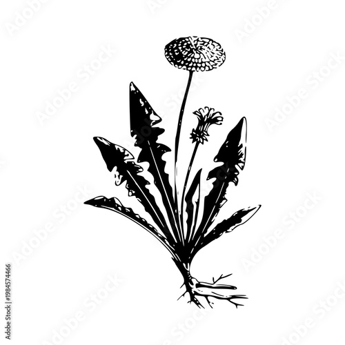 dandelion flower vector illustration