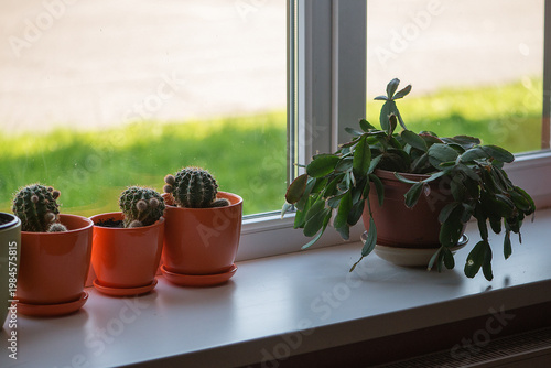Indoor Window Plants With Cactus And Green Houseplant