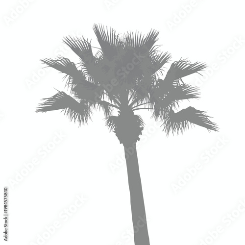 Tropical Palm Tree Silhouette on White Background for Summer and Nature Themes