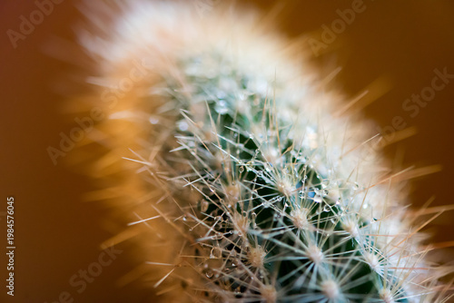 . Soft Focus Cactus Macro With Dew Drops And Warm Tones