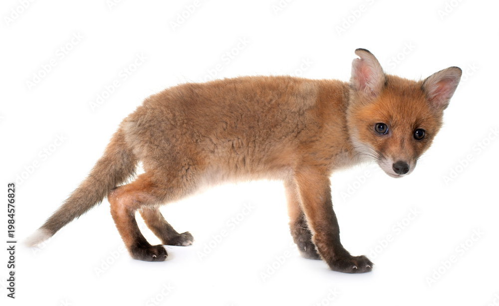 Obraz premium fox cub in studio