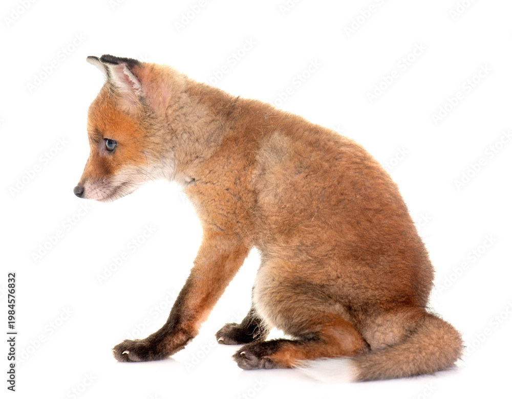 Fototapeta premium fox cub in studio