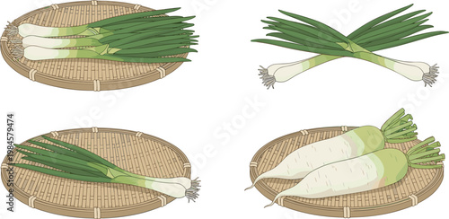 Green Onion and Daikon Radish Collection with Fresh Vegetables on Bamboo Tray Organic Farm Produce Vector Illustration Set