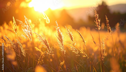 Sunset light casting golden hues on tall grass field nature scene warm atmosphere outdoor landscape serene viewpoint liquid gold effect