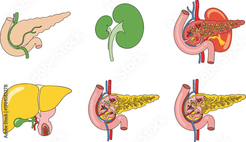 Human Internal Organs Collection with Liver Kidney and Pancreas Anatomy Medical Illustration Set for Healthcare and Biology Education Vector