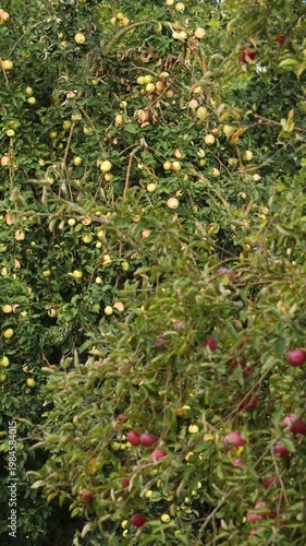 Focus shifts from ripe red apples on the tree to apples among lush green leaves
