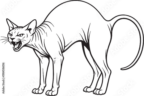 Sphynx cat arching back hiss defensive posture black and white line art hairless cat breed illustration isolated